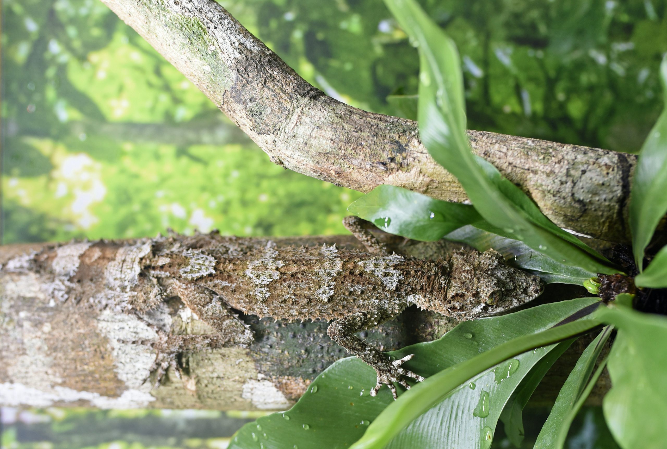 A gecko protecting itself by blending into its environment representing shutting down during conflict