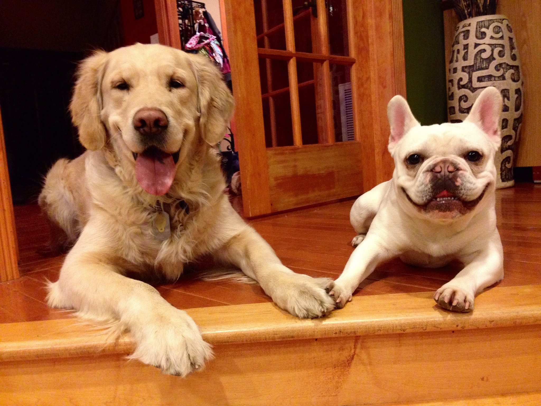 Two dogs holding paws representing secure attachment